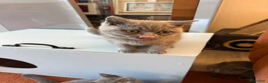 British Shorthair 5