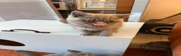 British Shorthair cats for sale: Ready to leave pedigree BSH kittens - Advert 10