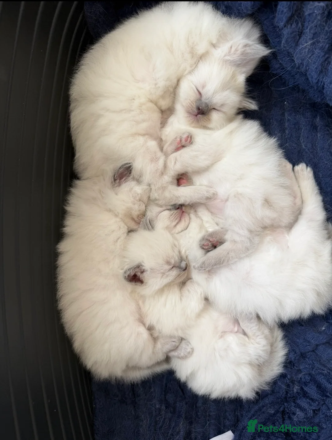 Ragdoll cats for sale: Ragdoll kittens blue points  - Advert 1