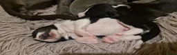 Whippet dogs for sale: Wonderful KC registered whippet puppies - Advert 13