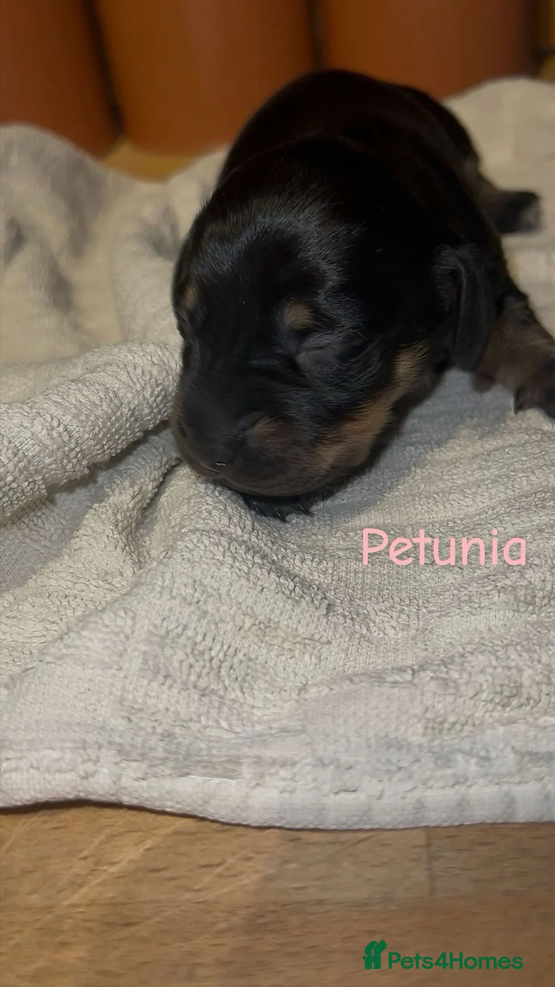 Dachshund dogs for sale: Dacshaunds puppies  - Advert 14