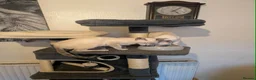 Siamese cats for sale: 1 male and 2 female siamese in Stockport - Advert 2