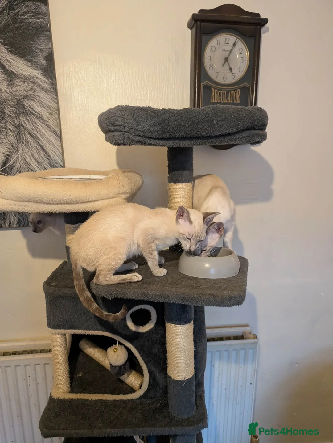 Siamese cats for sale: 1 male and 2 female siamese in Stockport - Advert 2