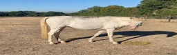 Welsh Section B horses for sale: Beautiful Cremello Welsh B mare - Advert 2