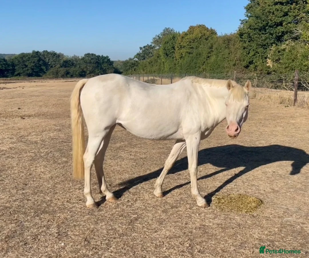 Welsh Section B horses for sale: Beautiful Cremello Welsh B mare - Advert 2