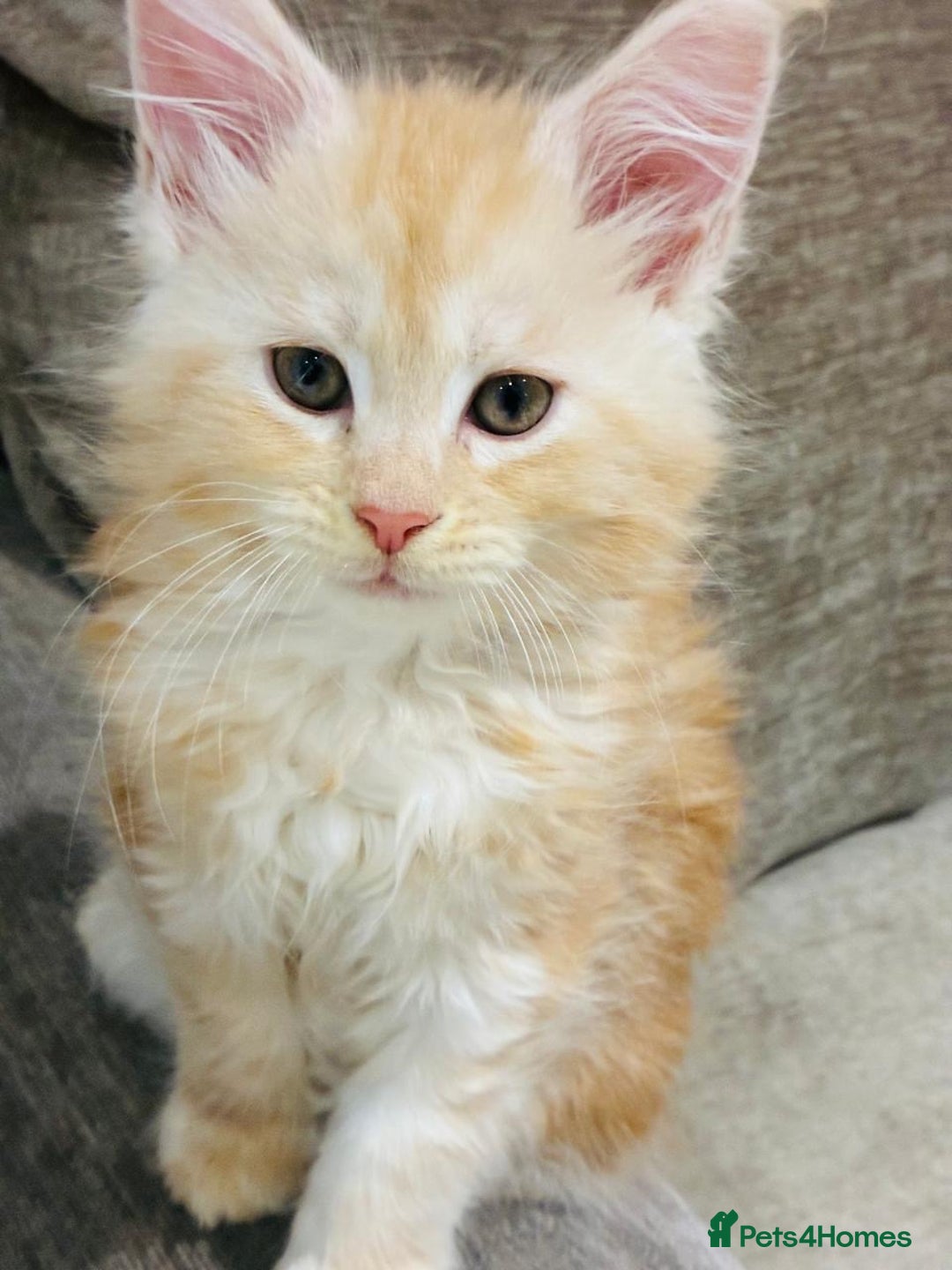 Maine Coon cats for sale: Premium Maine Coon fluffballs😻🐾 - Advert 7