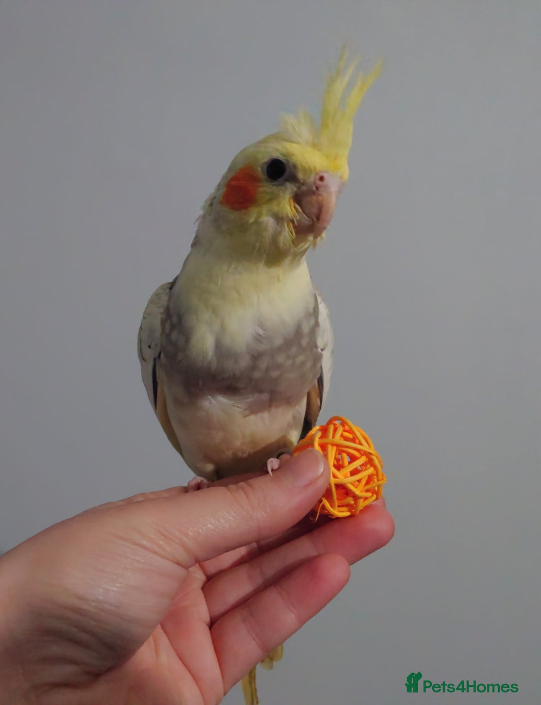 Cockatiels birds for sale: Hand reared silly tame DNA sexed baby cockatiels  - Image 6