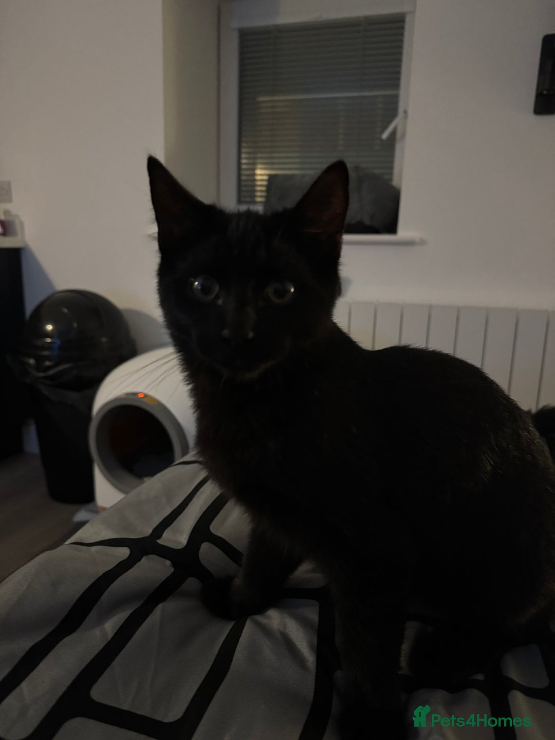 Mixed Breed cats for sale: 7 months old kittens - Image 6