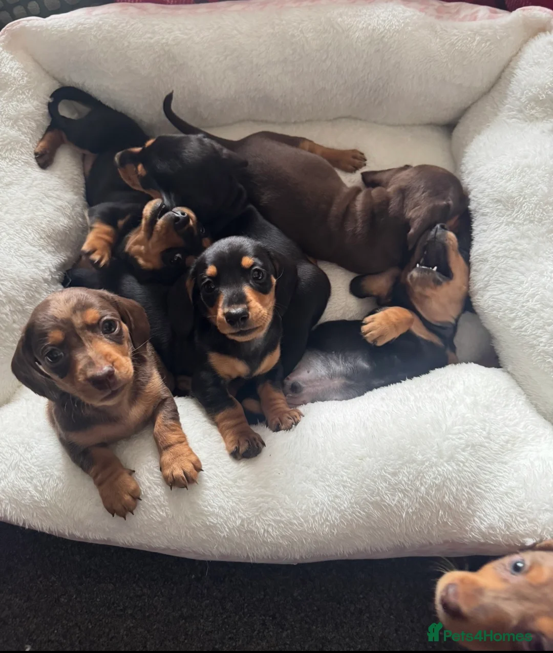 Miniature Dachshund dogs for sale: Miniature dachshunds - Advert 2