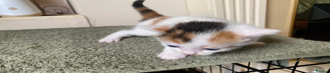 British Shorthair Kitten 4