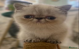 Exotic cats for sale: Outstanding exotic kittens  - Image 26