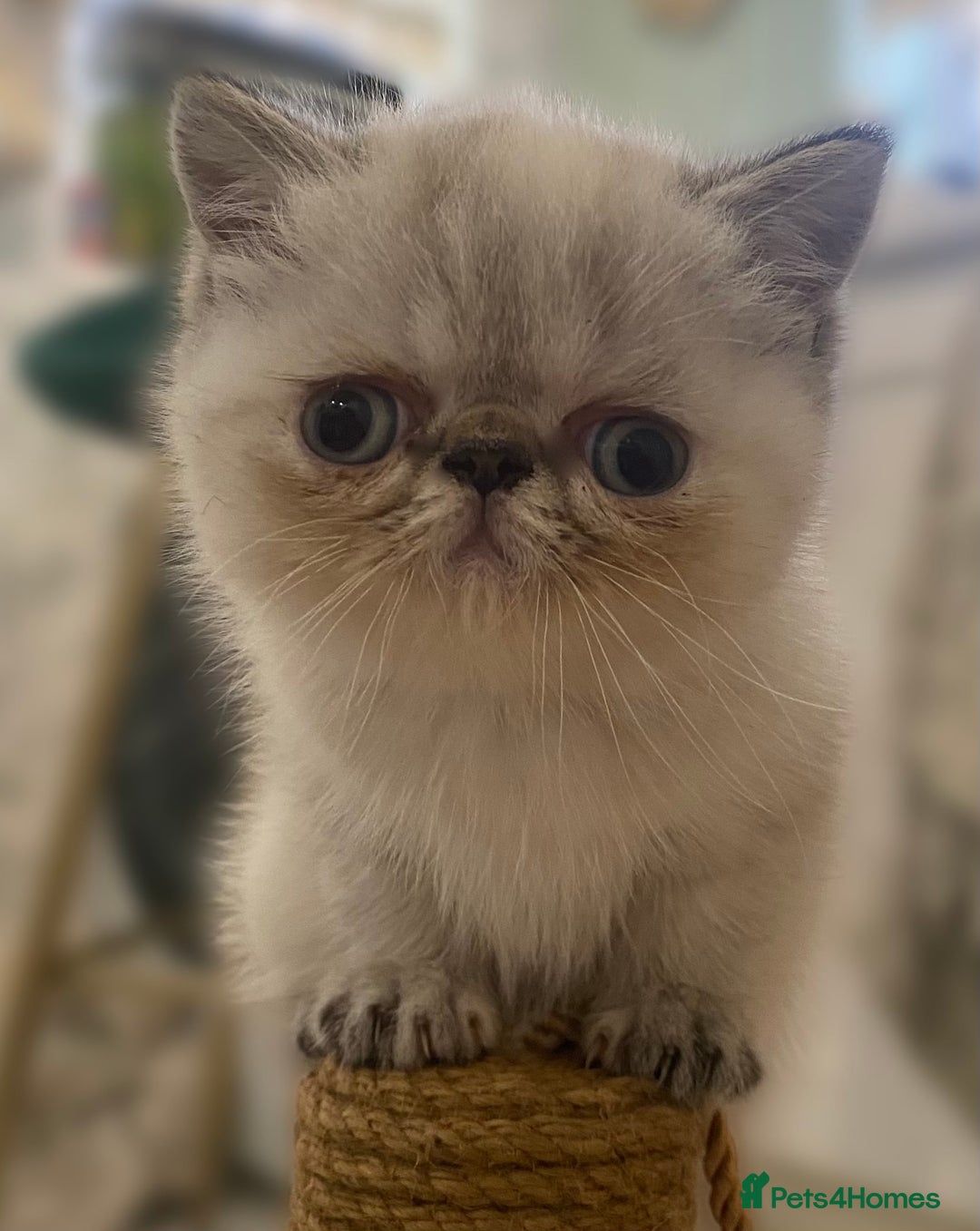 Exotic cats for sale: Outstanding exotic kittens  - Image 26