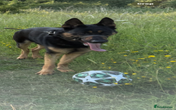 German Shepherd dogs for sale: 2 year old male German shepherd - Image 4