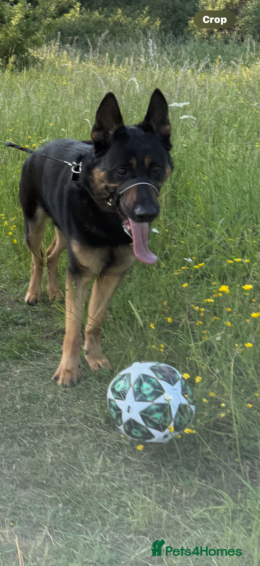 German Shepherd dogs for sale: 2 year old male German shepherd - Image 4