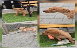 Labrador Retriever dogs for sale: Ready to leave Top quality KC reg labrador pups  - Image 4