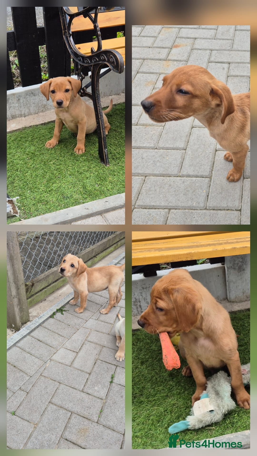 Labrador Retriever dogs for sale: Ready to leave Top quality KC reg labrador pups  - Image 4