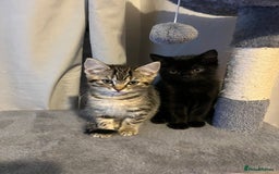 Mixed Breed cats for sale: Male & female kittens - Image 1