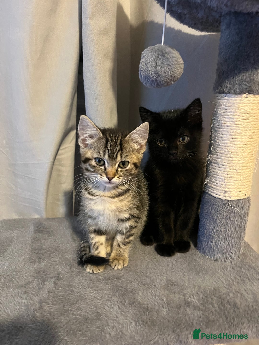 Mixed Breed cats for sale: Male & female kittens - Image 1