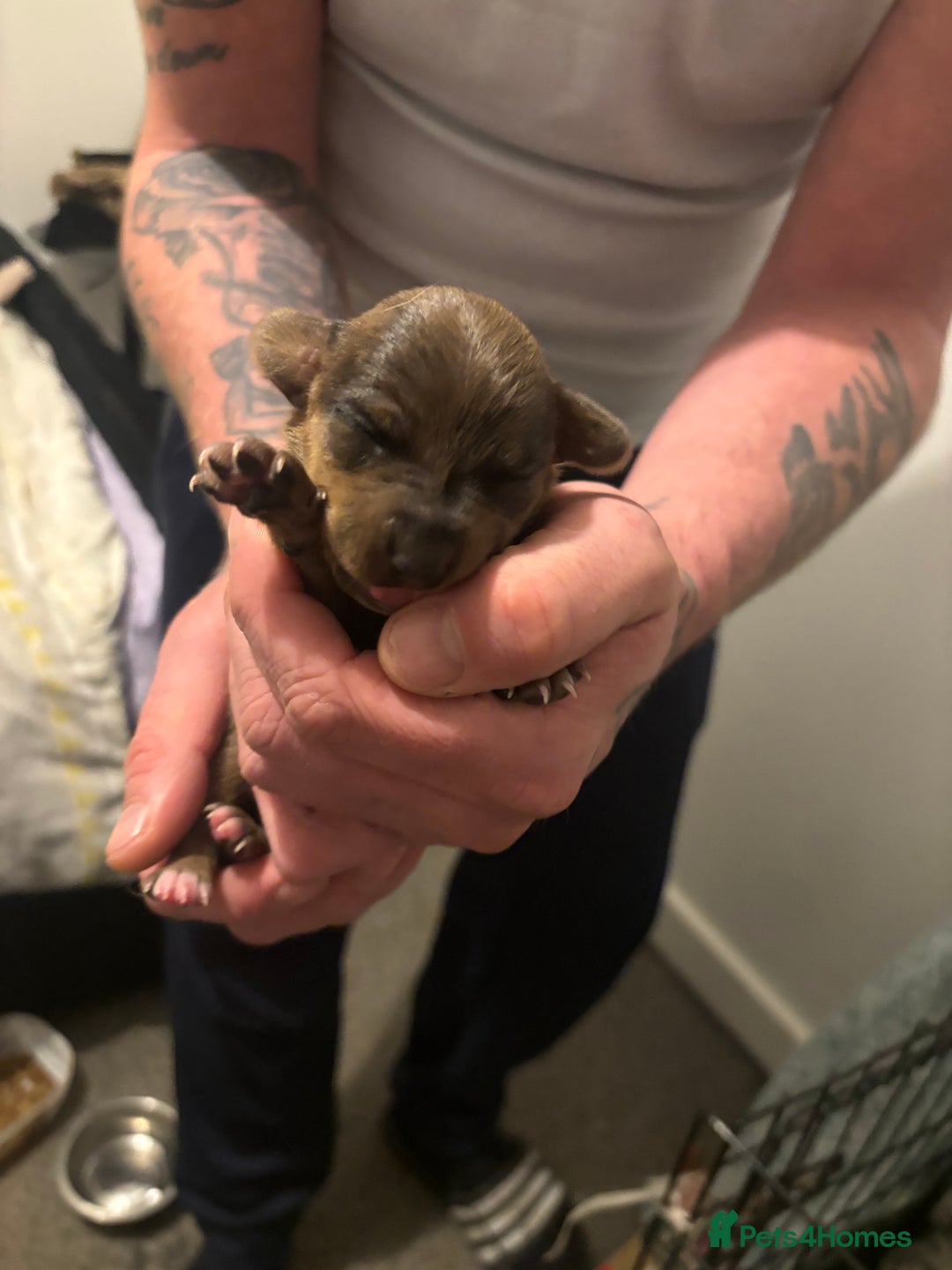 Mixed Breed dogs for sale: 2 female 3/4 jack russsel 1/4 cockapoo - Image 5