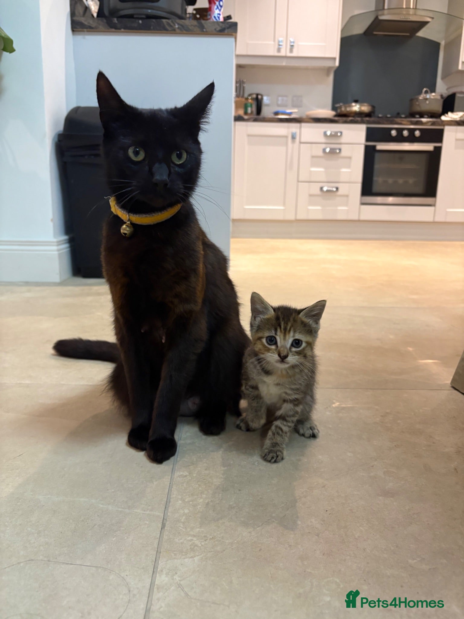 Mixed Breed cats 6 week old tabby kitten- maisy - Advert 5