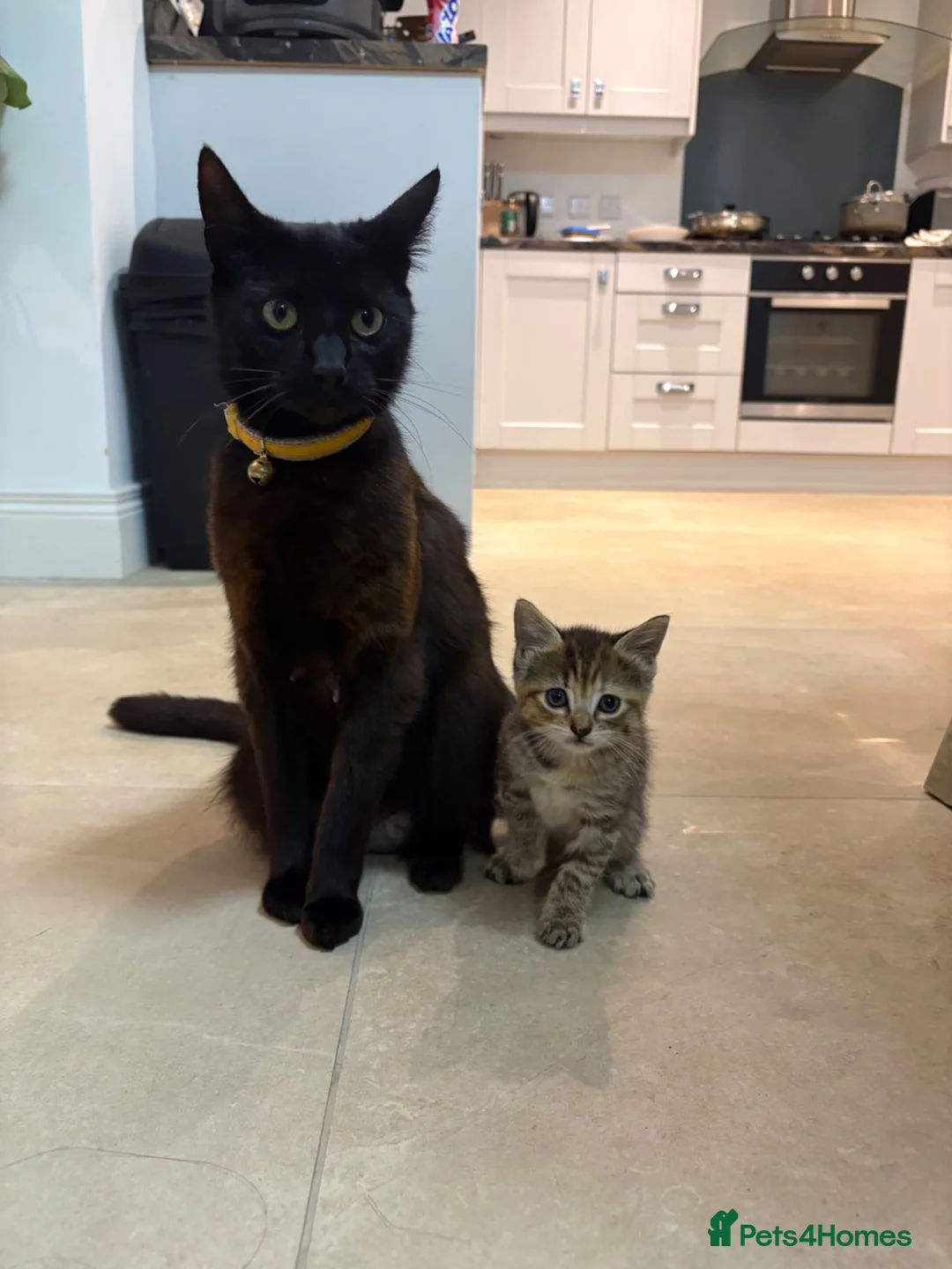 Mixed Breed cats for sale: 6 week old tabby kitten- maisy - Advert 1