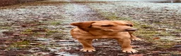 Labrador Retriever dogs for sale: Ready now Red Labrador puppies  - Advert 2