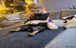 French Bulldog dogs for stud: Fluffy frenchie - Image 8