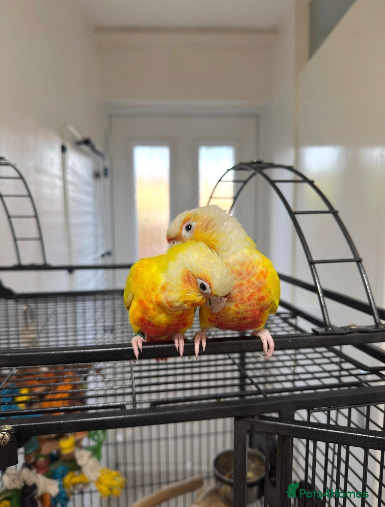 Conures birds Suncheek conure pair  - Advert 2