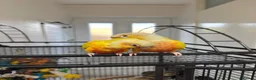 Conures birds for sale: Suncheek conure pair  - Advert 1