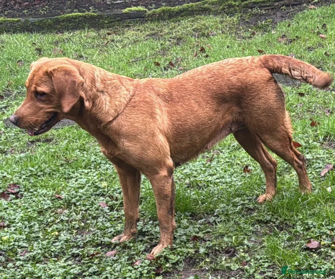 Goldador dogs for sale: BORN FROM HIP, ELBOW AND DNA PERFECT PARENTS - Advert 23