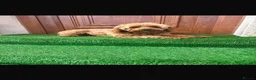 Cockapoo dogs for sale: Cockapoo puppies 💙💖💖💖💖 in Larkhall - Advert 7