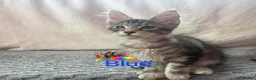 Maine Coon cats for sale: Maine Coon Kittens 🌟Tica Registered  - Advert 13