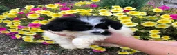 Mixed Breed dogs for sale: Poodle / papillon puppies  in Tonbridge - Advert 7