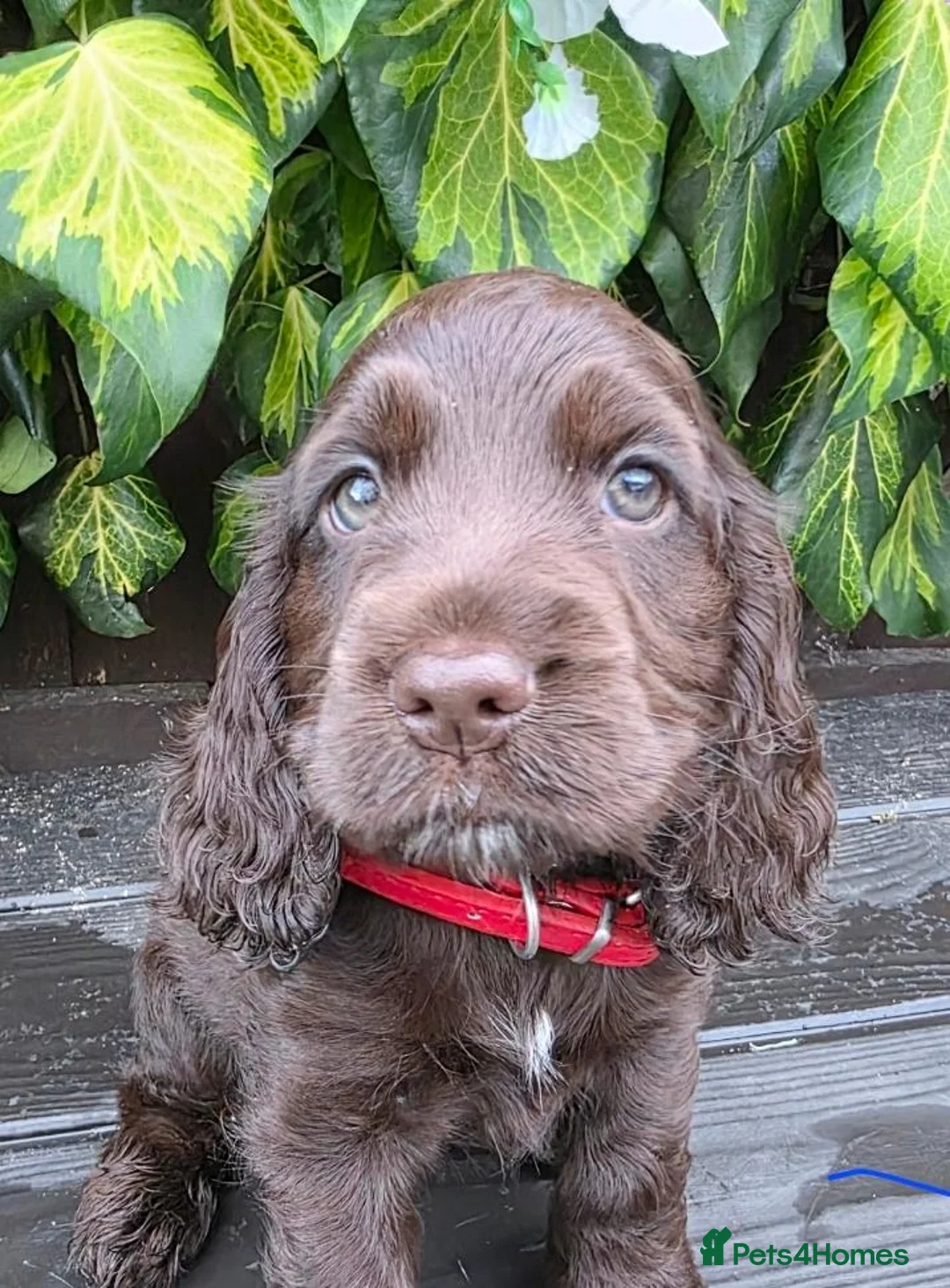 Cocker Spaniel dogs for sale: Ready now beautiful cocker spaniel pups  - Advert 2