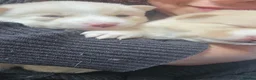 Pomsky dogs for sale: Pomsky Litter  - Advert 31