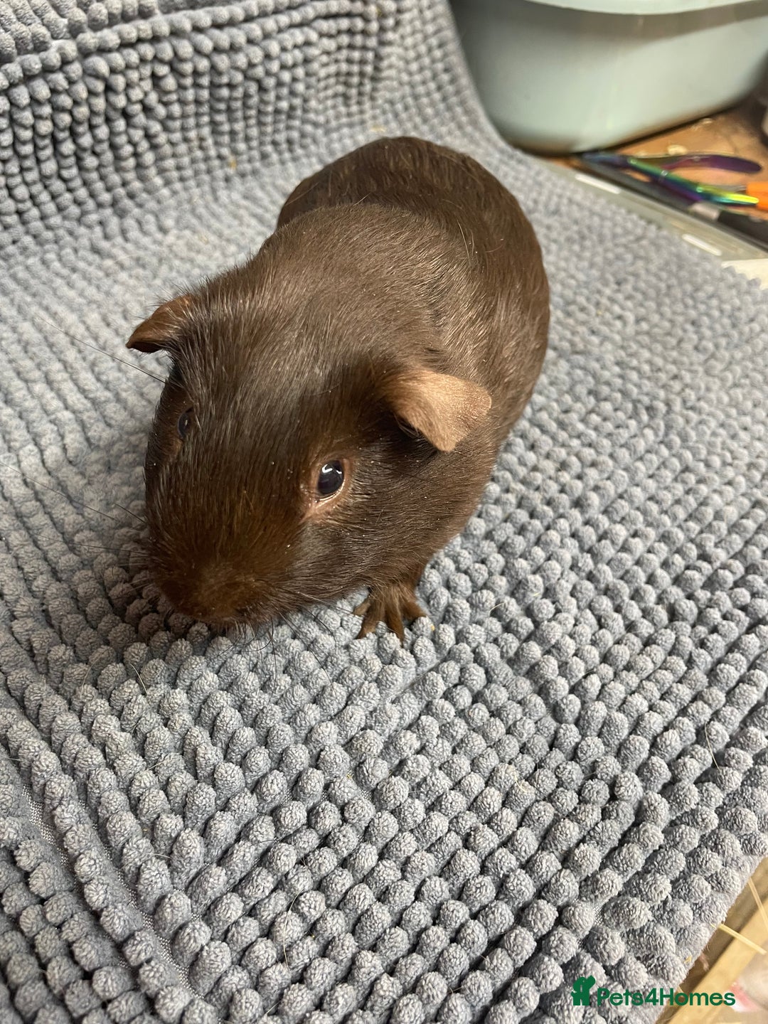 Guinea Pig rodents for sale: A Pair Of Chocolate Boys - Image 2