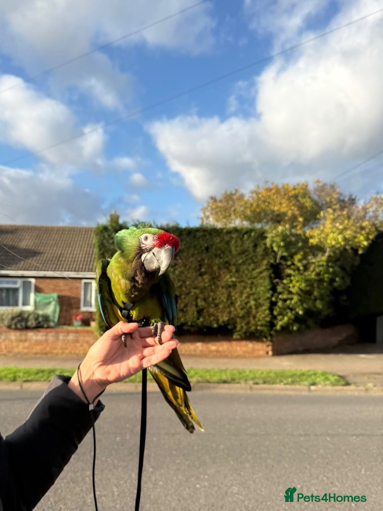 Macaws birds for sale: Silly Tame Male Military Macaw - Advert 9