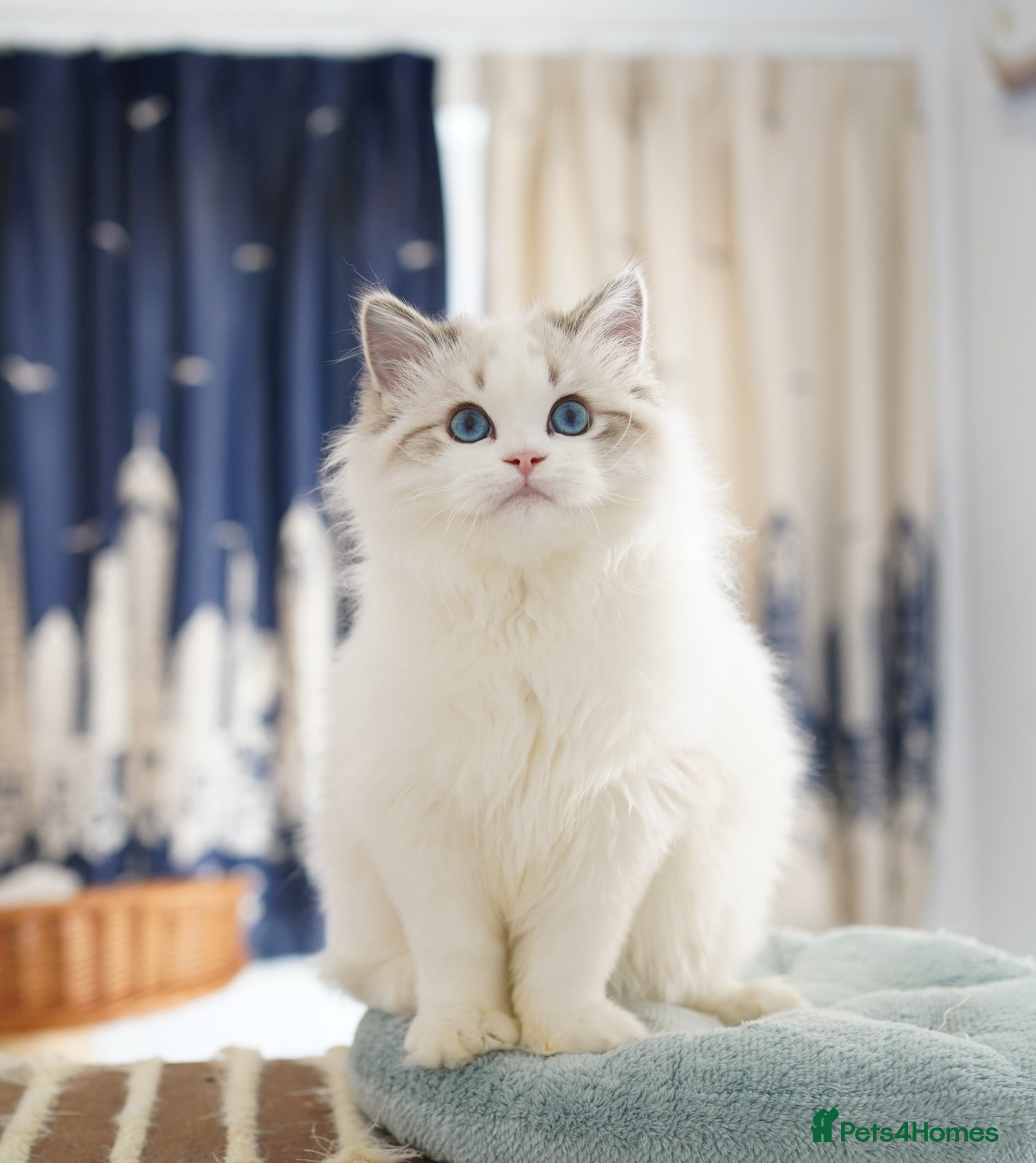 Ragdoll cats TICA registered seal lynx bicolor boy - Advert 4