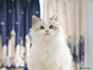 Ragdoll cats TICA registered seal lynx bicolor boy - Advert 4