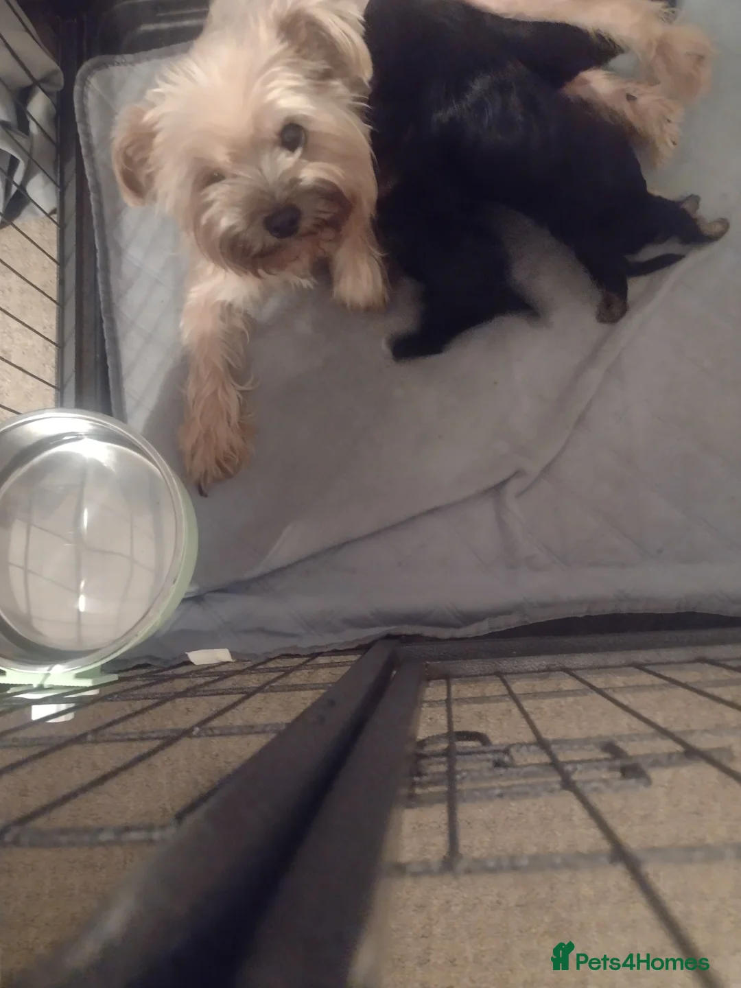Yorkshire Terrier dogs for sale: Puppy's for sale - Advert 17