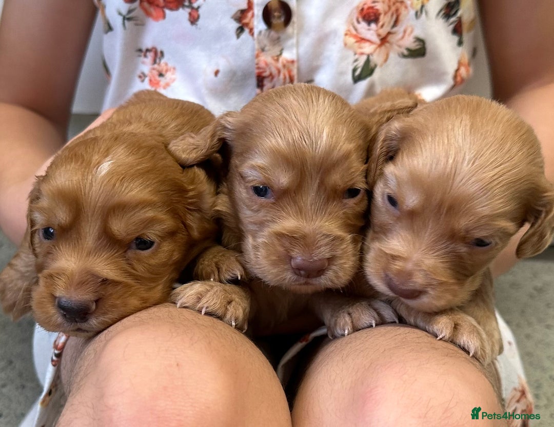 Cocker Spaniel dogs for sale: KC cocker spaniel puppies - Image 9