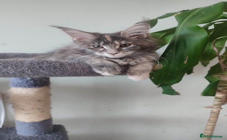 Maine Coon cats in Great Missenden - Advert 3