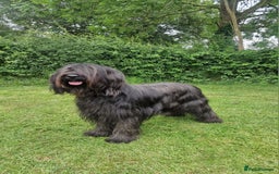 Briard dogs for sale: Briard Female- last minute owner change of mind - Image 7
