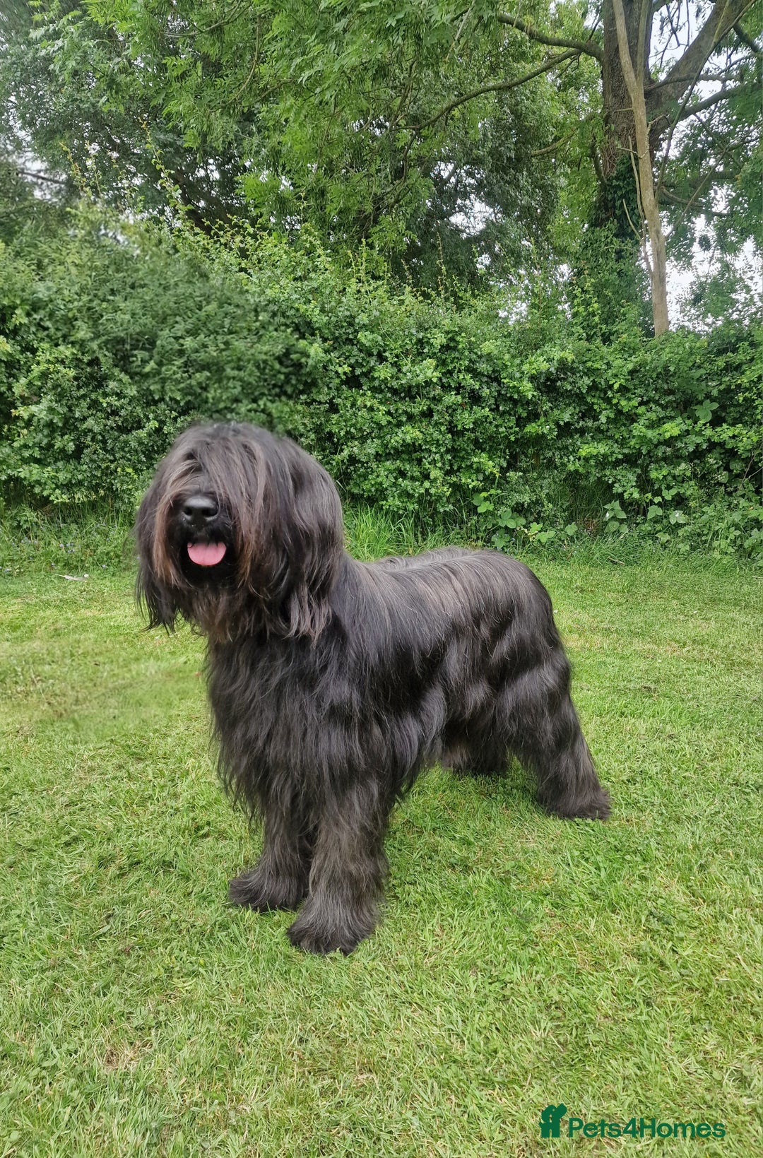 Briard dogs for sale: Briard Female- last minute owner change of mind - Image 7