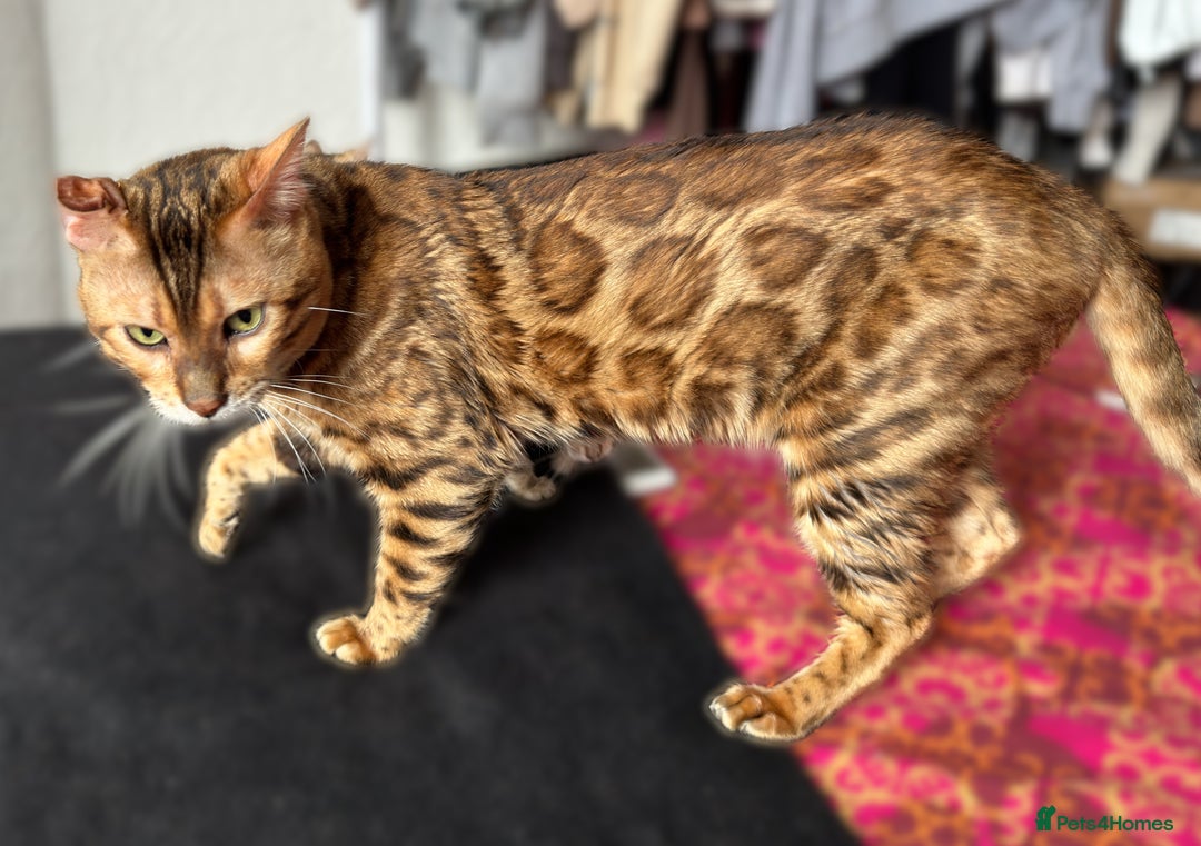 Bengal cats for stud: Bengal Stud Available🌟 - Advert 3