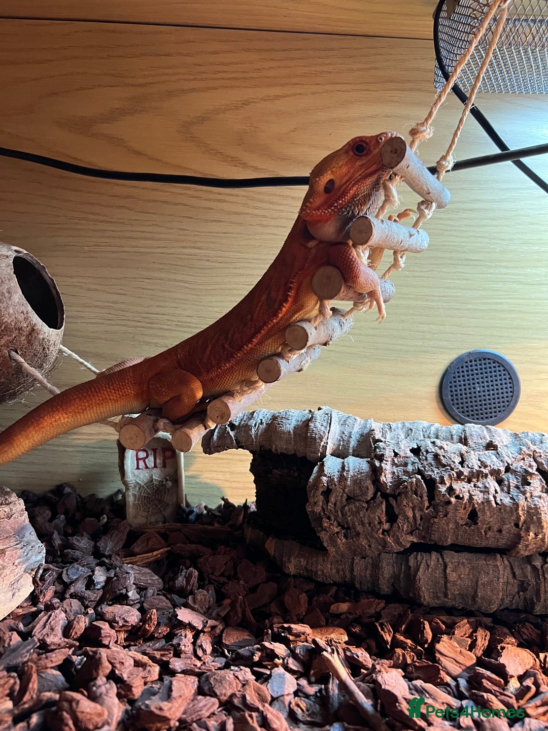 Bearded Dragon reptiles for sale: Bearded Dragon for sale - Image 6