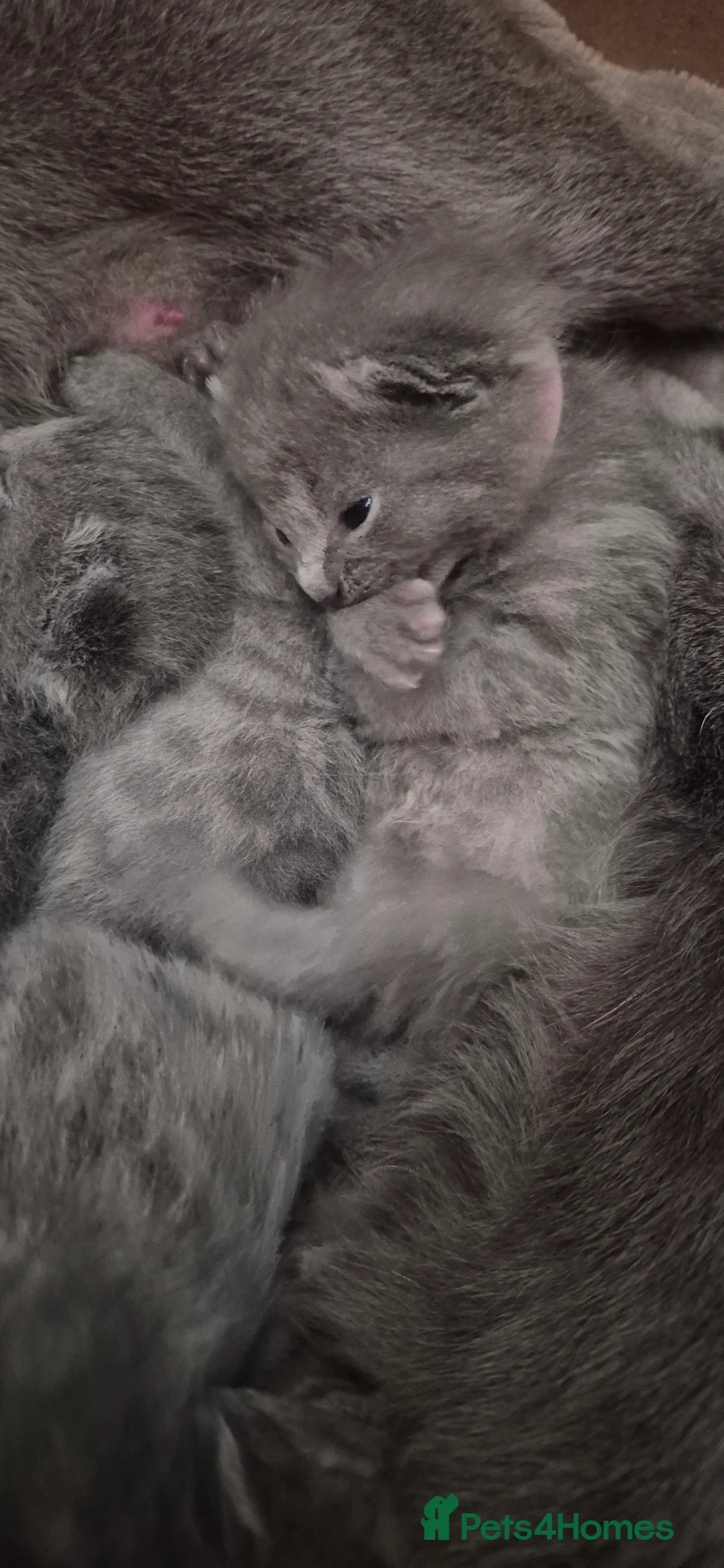 Russian Blue cats for sale: Pure Russian blue kittens 💙🩵💙 - Advert 2