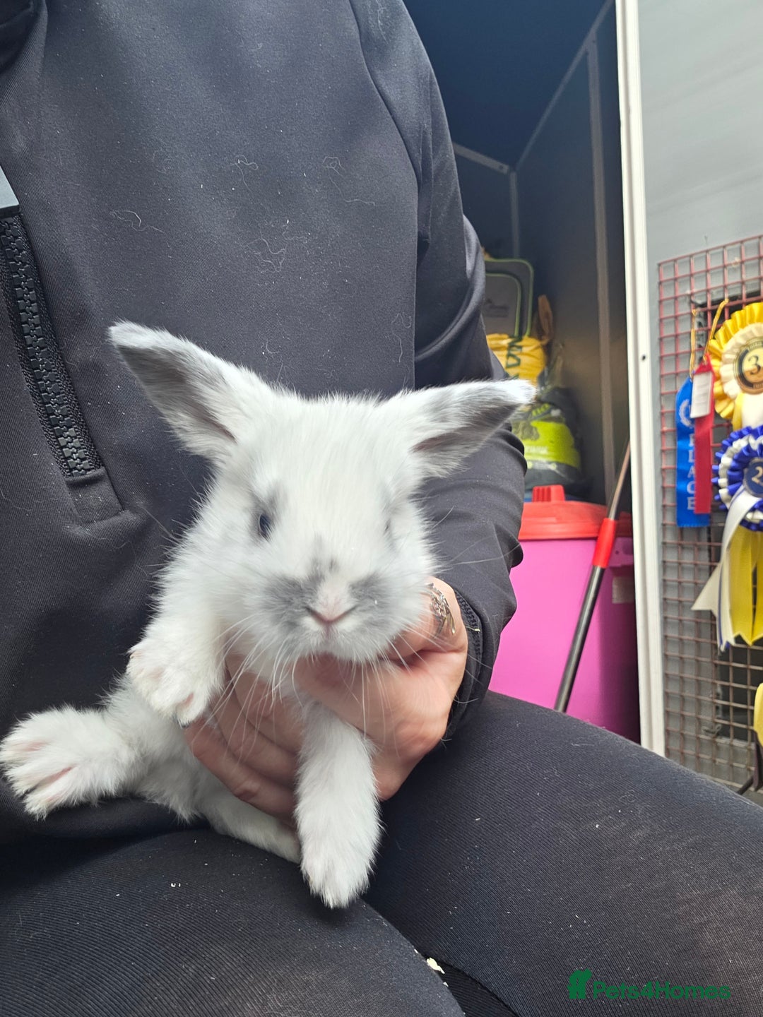 French Lop rabbits for sale: GORGEOUS GIANT FRENCH LOPS  - Image 2