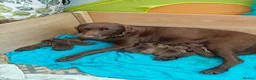Labrador Retriever dogs for sale: Beautiful KC Choc Labrador Pups - 4 left! - Advert 14