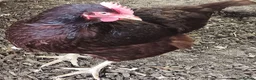 Chickens poultry for sale: POL Chickens stunning Purebreeds for sale in Callington - Advert 24